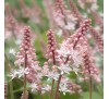 Тиарелла Пинк Букет (Pink Bouquet) C1